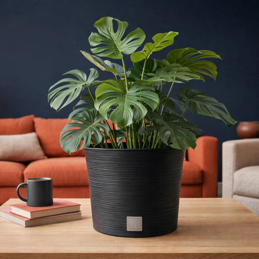 Potted plant on a wooden coffee table with a red couch and beige armchair in the background.
