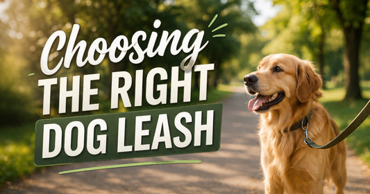 🐕 How to Choose the Perfect Dog Leash (Complete Guide)