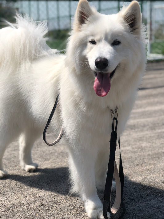 Traffic Leash - Double Handle Leash