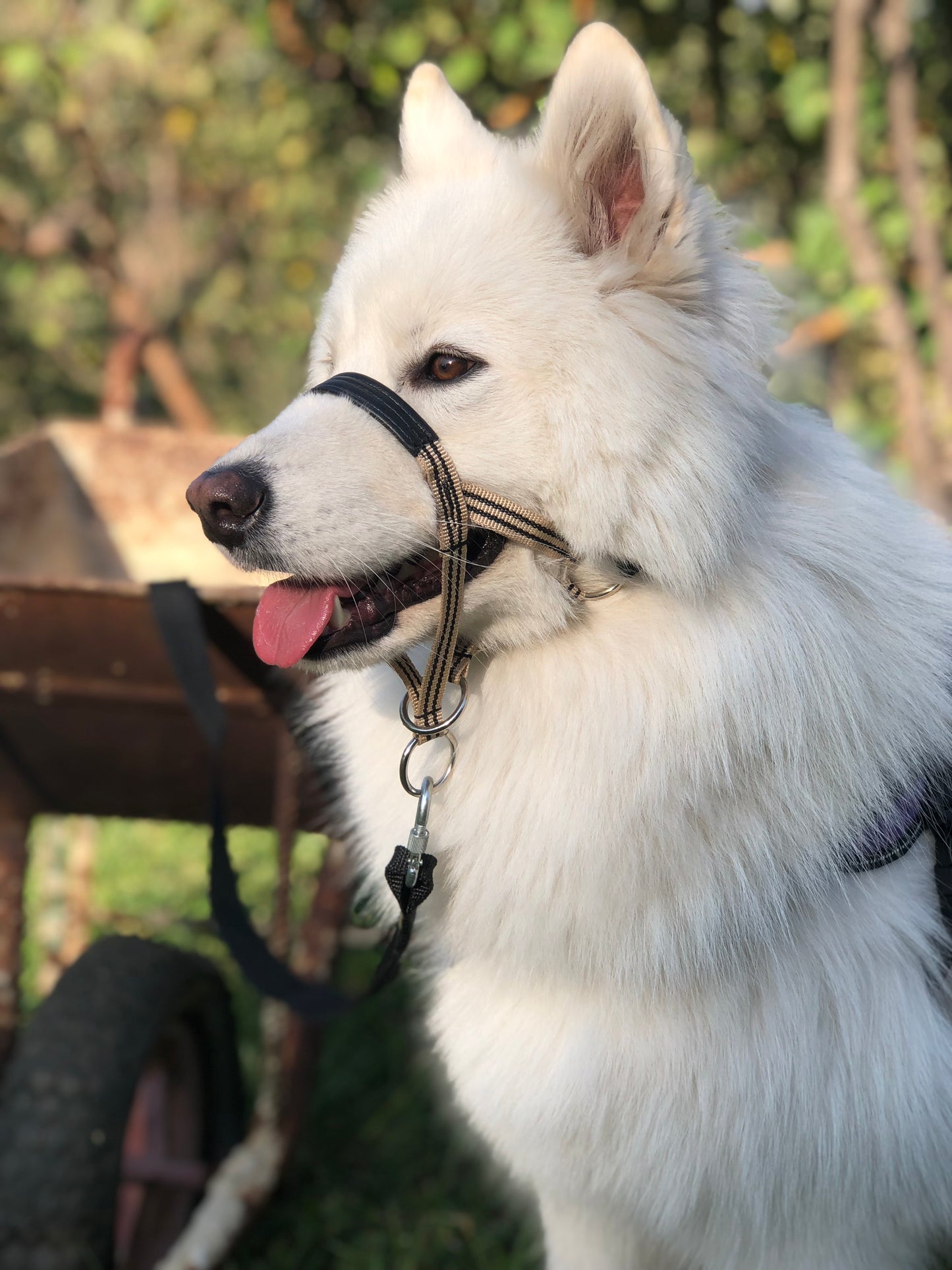 Padded Head Halter with Double Clip Lead - Positive Dog Training Tool