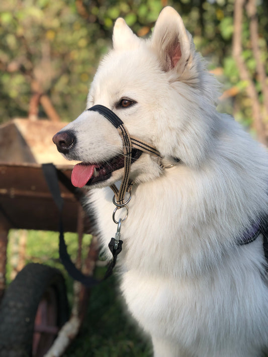 Padded Head Halter with Double Clip Lead - Positive Dog Training Tool