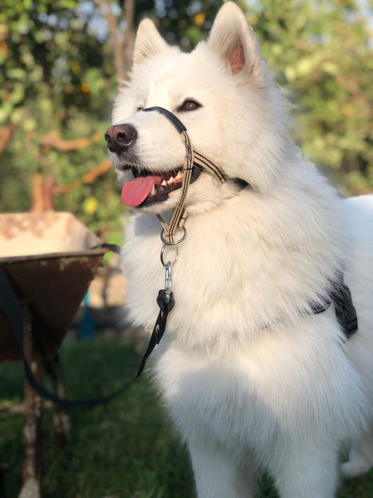 Padded Head Halter with Double Clip Lead - Positive Dog Training Tool