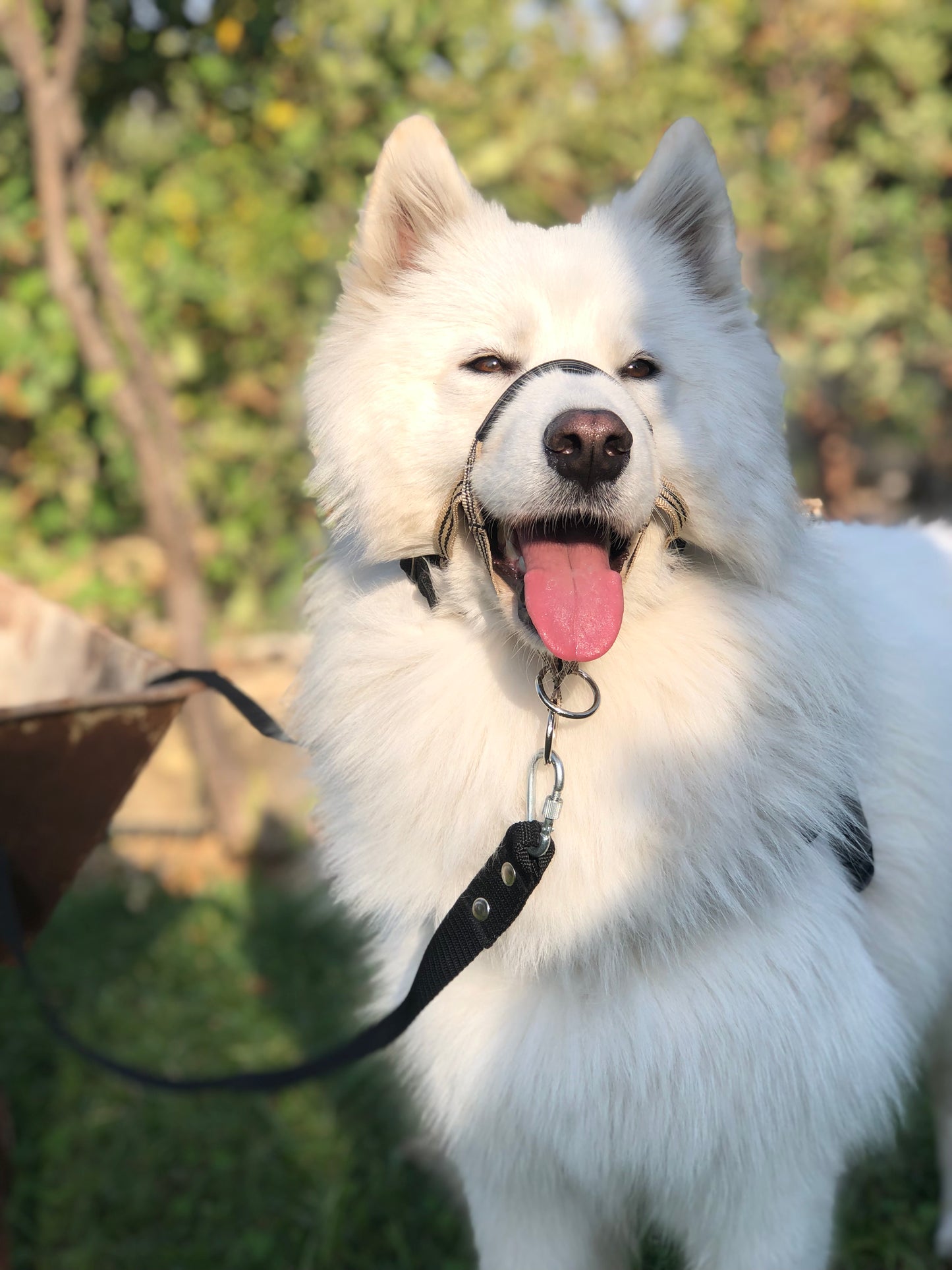 Padded Head Halter with Double Clip Lead - Positive Dog Training Tool