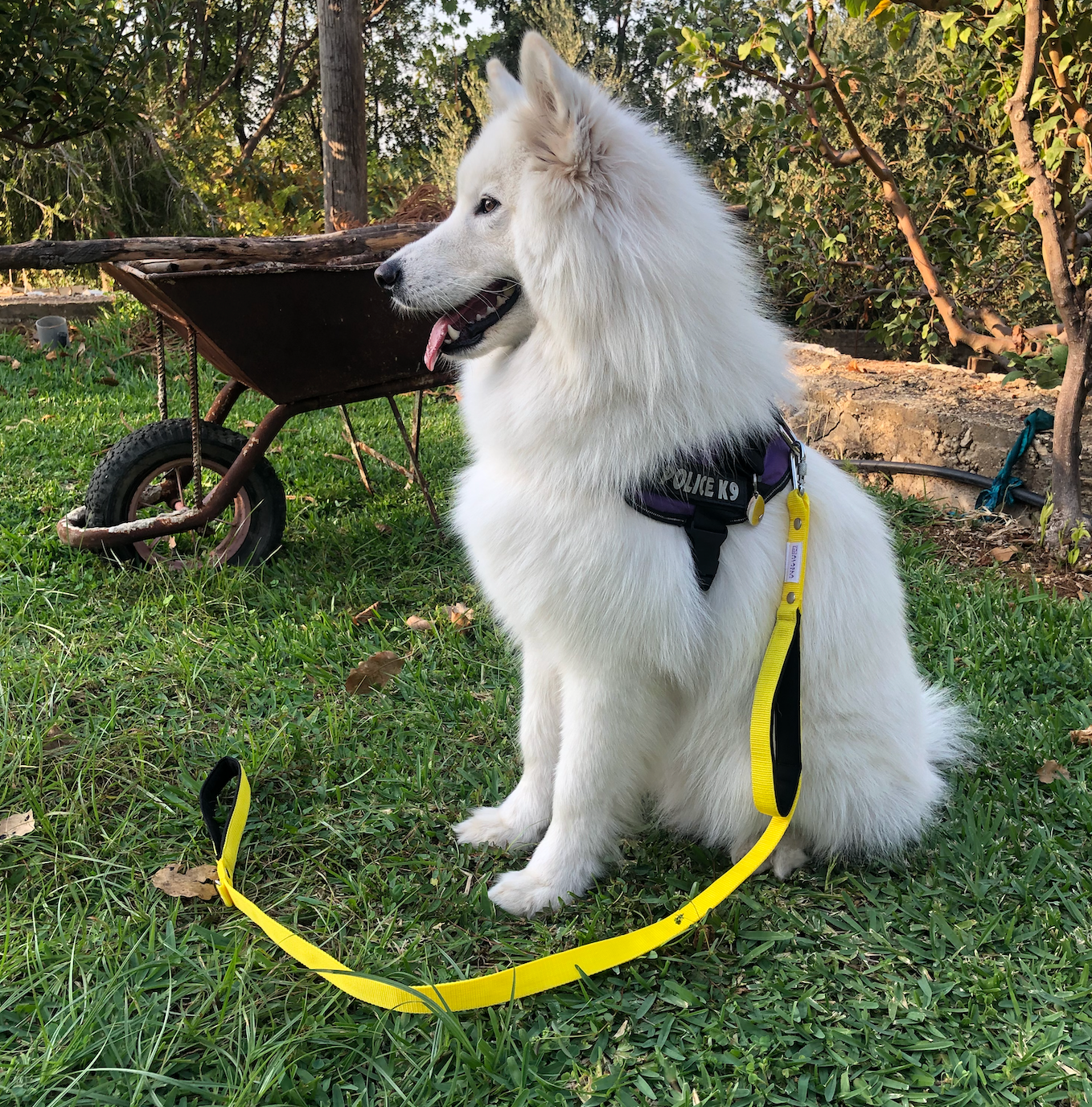 Traffic Leash - Double Handle Leash