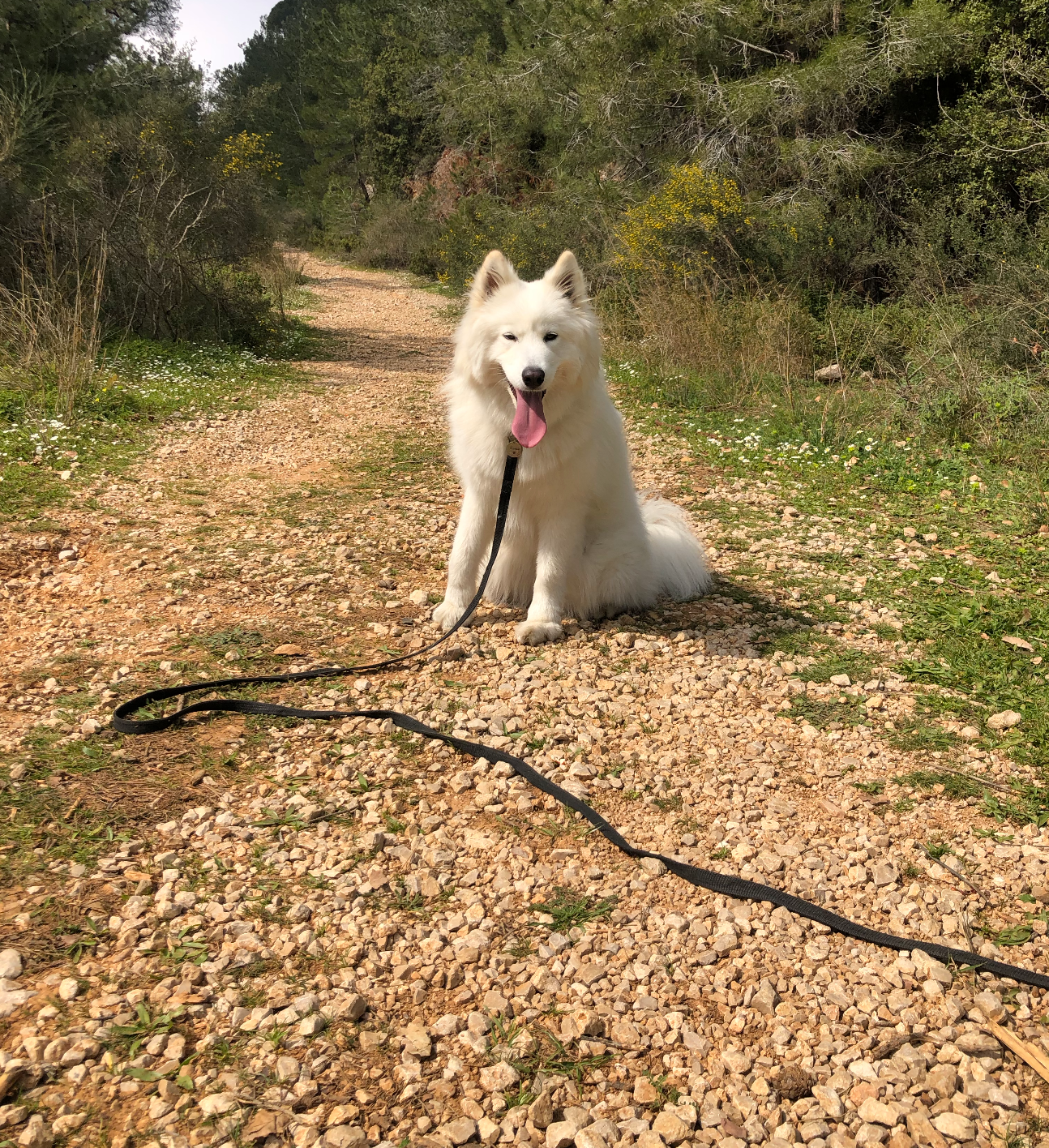 Long Line Dog Leash for Training, Recall & Outdoor Freedom