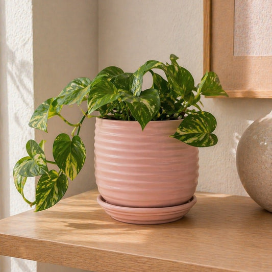 Ribbed Ceramic Planter
